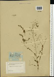 Draba nemorosa L., Eastern Europe, Central forest region (E5) (Russia)