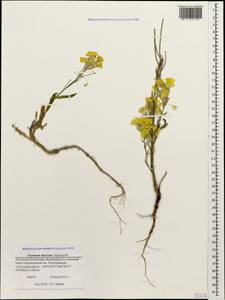 Erysimum ibericum (Adams) DC., Caucasus, North Ossetia, Ingushetia & Chechnya (K1c) (Russia)