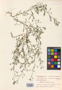 Chaenorhinum minus, Eastern Europe, Moscow region (E4a) (Russia)