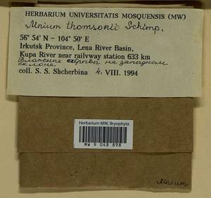 Mnium thomsonii Schimp., Bryophytes, Bryophytes - Baikal & Transbaikal regions (B18) (Russia)