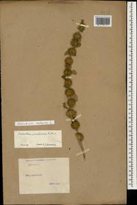 Marrubium vulgare L., Caucasus (no precise locality) (K0)