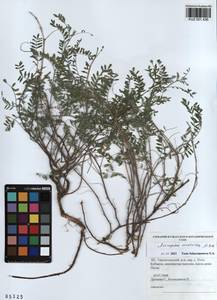 KUZ 001 436, Astragalus ceratoides M. Bieb., Siberia, Altai & Sayany Mountains (S2) (Russia)