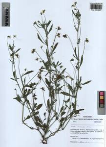 Viola arvensis Murray, Siberia, Altai & Sayany Mountains (S2) (Russia)