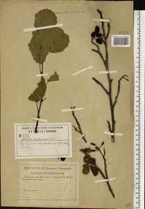 Alnus glutinosa (L.) Gaertn., Eastern Europe, Central region (E4) (Russia)