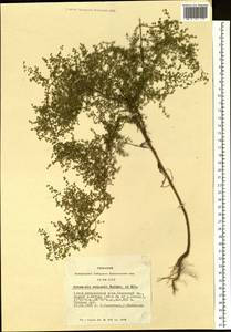 Artemisia scoparia Waldst. & Kit., Siberia, Altai & Sayany Mountains (S2) (Russia)