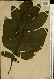 Cirsium oleraceum (L.) Scop., Eastern Europe, Moscow region (E4a) (Russia)