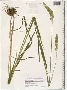 Phalaris arundinacea L., Caucasus, Krasnodar Krai & Adygea (K1a) (Russia)