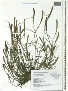 Sporobolus alopecuroides (Piller & Mitterp.) P.M.Peterson, Eastern Europe, Central region (E4) (Russia)