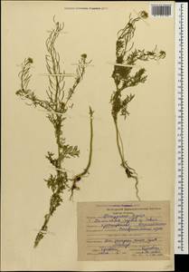 Descurainia sophia (L.) Webb ex Prantl, Caucasus, Stavropol Krai, Karachay-Cherkessia & Kabardino-Balkaria (K1b) (Russia)