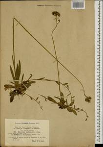 Pilosella auriculoides (Láng) Arv.-Touv., Caucasus, Black Sea Shore (from Novorossiysk to Adler) (K3) (Russia)