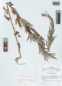 Artemisia integrifolia L., Siberia, Altai & Sayany Mountains (S2) (Russia)