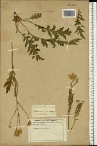 Klasea erucifolia (L.) Greuter & Wagenitz, Eastern Europe, Lower Volga region (E9) (Russia)