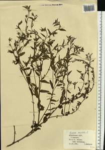Lycopsis arvensis subsp. orientalis (L.) Kuzn., Eastern Europe, Middle Volga region (E8) (Russia)