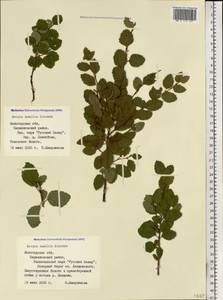 Betula humilis Schrank, Eastern Europe, Northern region (E1) (Russia)