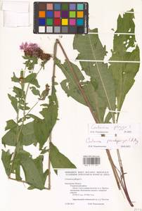 Centaurea phrygia L., Eastern Europe, Central region (E4) (Russia)