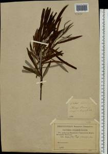 Salix viminalis L., Eastern Europe, Central forest region (E5) (Russia)