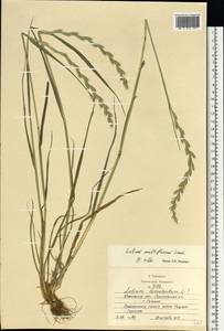 Lolium multiflorum Lam., Eastern Europe, Moscow region (E4a) (Russia)