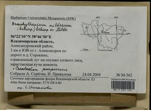 Brachythecium mildeanum (Schimp.) Schimp. ex Milde, Bryophytes, Bryophytes - Middle Russia (B6) (Russia)