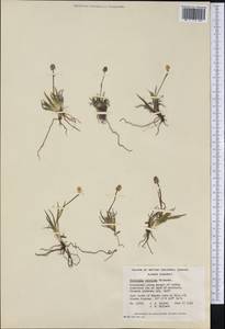 Tofieldia coccinea Richardson, America (AMER) (Canada)
