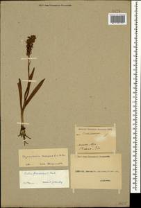 Gymnadenia conopsea (L.) R.Br., Caucasus, Georgia (K4) (Georgia)