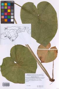 Brunnera sibirica Steven, Eastern Europe, Moscow region (E4a) (Russia)