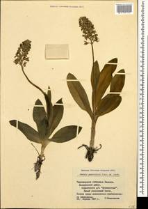 Orchis punctulata Steven ex Lindl., Caucasus, Black Sea Shore (from Novorossiysk to Adler) (K3) (Russia)