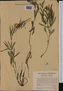 Lathyrus pannonicus (Jacq.)Garcke, Western Europe (EUR) (Austria)