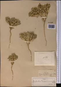 Euphorbia turczaninowii Kar. & Kir., Middle Asia, Syr-Darian deserts & Kyzylkum (M7) (Kazakhstan)