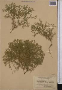 Ceratocarpus arenarius L., Middle Asia, Northern & Central Kazakhstan (M10) (Kazakhstan)