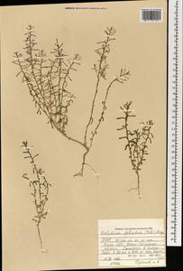 Kalidium foliatum (Pall.) Moq., Mongolia (MONG) (Mongolia)