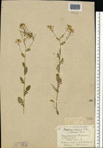 Barbarea vulgaris (L.) W.T.Aiton, Eastern Europe, North-Western region (E2) (Russia)