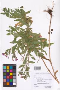 Epilobium hirsutum L., Eastern Europe, Central forest-and-steppe region (E6) (Russia)