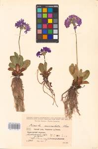 Primula auriculata Lam., Caucasus, Georgia (K4) (Georgia)