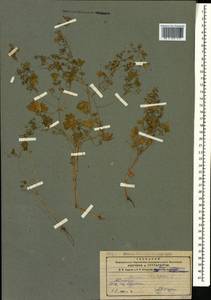 Geranium rotundifolium L., Caucasus, Armenia (K5) (Armenia)