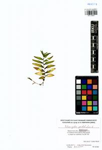 Potamogeton perfoliatus L., Siberia, Baikal & Transbaikal region (S4) (Russia)