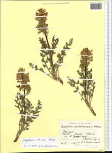 Corydalis stricta Steph. ex DC., Middle Asia, Pamir & Pamiro-Alai (M2) (Tajikistan)