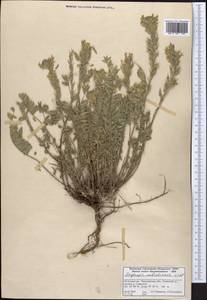 Oxytropis aulieatensis Vved., Middle Asia, Western Tian Shan & Karatau (M3) (Kazakhstan)