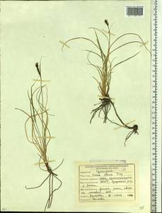 Carex aquatilis var. minor Boott, Siberia, Yakutia (S5) (Russia)