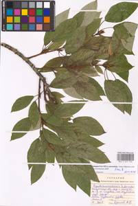 Populus ×moscoviensis Schröd., Eastern Europe, Central region (E4) (Russia)
