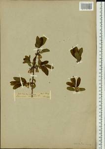 Lonicera caerulea L., Siberia (no precise locality) (S0) (Russia)