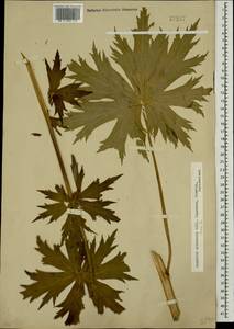 Aconitum orientale Mill., Caucasus, North Ossetia, Ingushetia & Chechnya (K1c) (Russia)