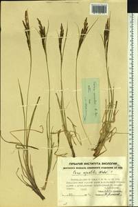 Carex aquatilis var. minor Boott, Siberia, Yakutia (S5) (Russia)