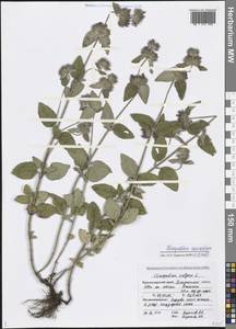 Clinopodium vulgare L., Caucasus, Black Sea Shore (from Novorossiysk to Adler) (K3) (Russia)