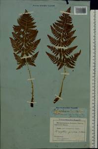 Dryopteris carthusiana (Vill.) H. P. Fuchs, Eastern Europe, Belarus (E3a) (Belarus)