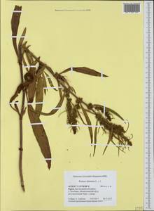 Rumex dentatus L., Crimea (KRYM) (Russia)
