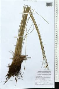 Scirpoides holoschoenus (L.) Soják, Eastern Europe, Central forest-and-steppe region (E6) (Russia)