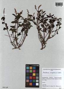 Scutellaria mongolica Sobolevsk., Siberia, Altai & Sayany Mountains (S2) (Russia)