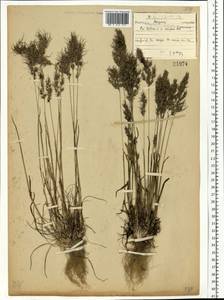 Poa bulbosa L., Eastern Europe, North-Western region (E2) (Russia)