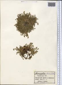 Sabulina verna subsp. verna, Middle Asia, Pamir & Pamiro-Alai (M2) (Tajikistan)
