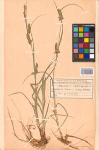 Carex hirta L., Eastern Europe, Moscow region (E4a) (Russia)